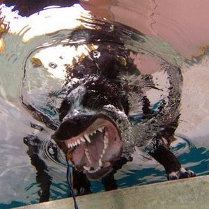 Meet your Posher, Holy